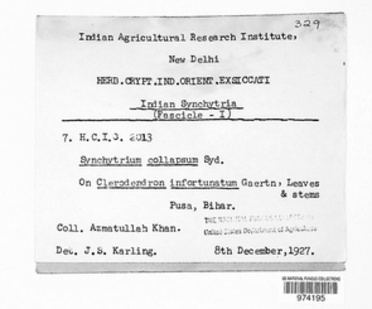 Synchytrium collapsum image